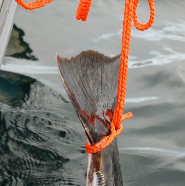 Runlock Catch & Release - Bild 2